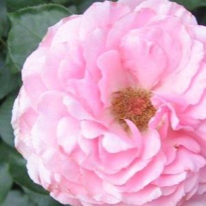 Meet your Posher, Rajani